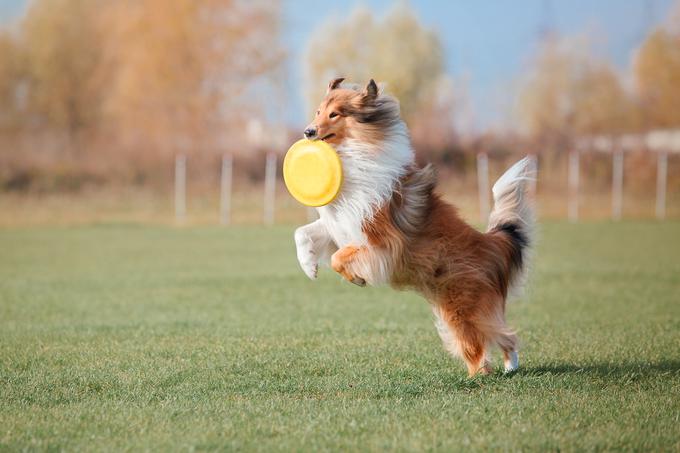 Dobri so v pasjih športih. | Foto: Shutterstock