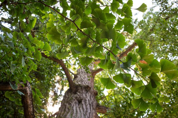 ginko gingko biloba drevo | Foto: 