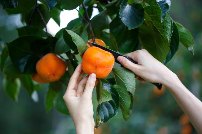 kaki | Organizatorji pripravljajo tudi tekmovanje za največji strunjanski kaki in razstavo likovnih del na temo kakija. | Foto Shutterstock