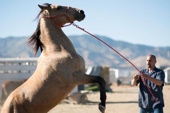 Mustang | Foto: 