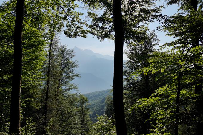 Prvi dve uri skozi gozd, a se sem in tja že pokaže Krn. | Foto: Matej Podgoršek