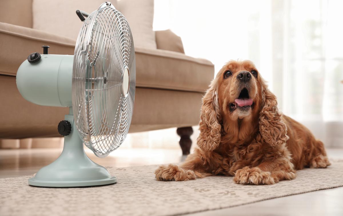 hišni ljubljenček, pes, domača žival, ventilator