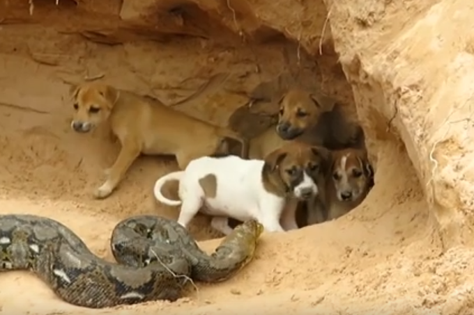 V tem videoposnetku nekdo snema pitona, kako napada štiri kužke in enega nato tudi zgrabi v smrtonosen primež, šele zatem pa se pojavi njegov "rešitelj", ki kačo prežene in prestrašenega kužka oskrbi kot največji amater.  | Foto: YouTube / Posnetek zaslona