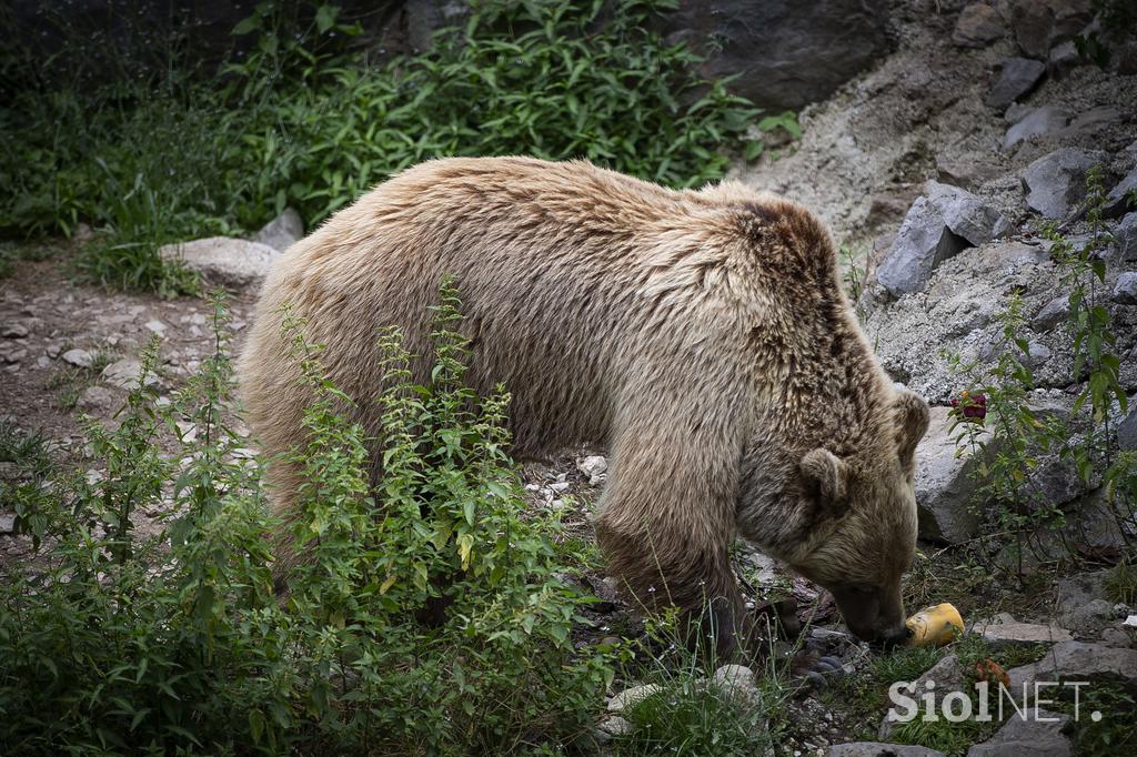 Živali v ljubljanskem živalskem vrtu se hladijo s sladoledom