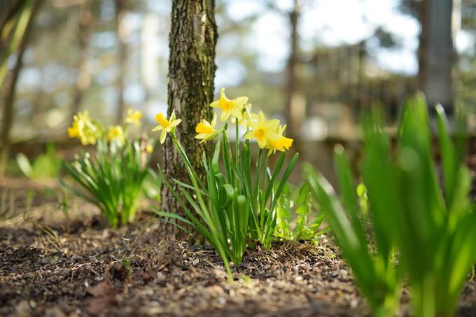 vrt, vrtnarjenje | Foto: Shutterstock