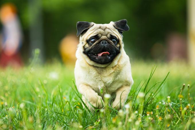 Mops | Foto: Shutterstock