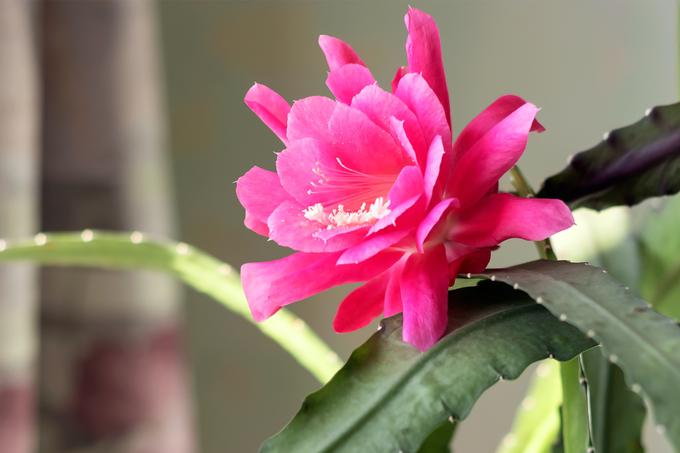 Listnati kaktus (Phyllocactus, Epiphyllum, Nopalxochia) je rastlina, ki preživi brez zalivanja tudi več kot mesec dni. | Foto: Shutterstock