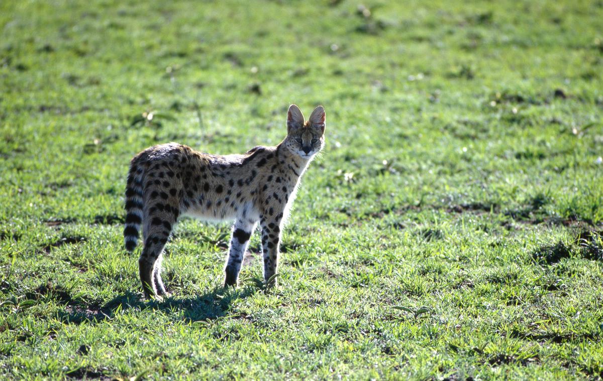 serval | Servali so tipični prebivalci savane, najdemo pa jih tudi v barjih in bambusovih gozdovih. Najraje se zadržujejo v krajih z gostim rastlinjem v bližini vode. Fotografija je simbolična. | Foto Guliverimage