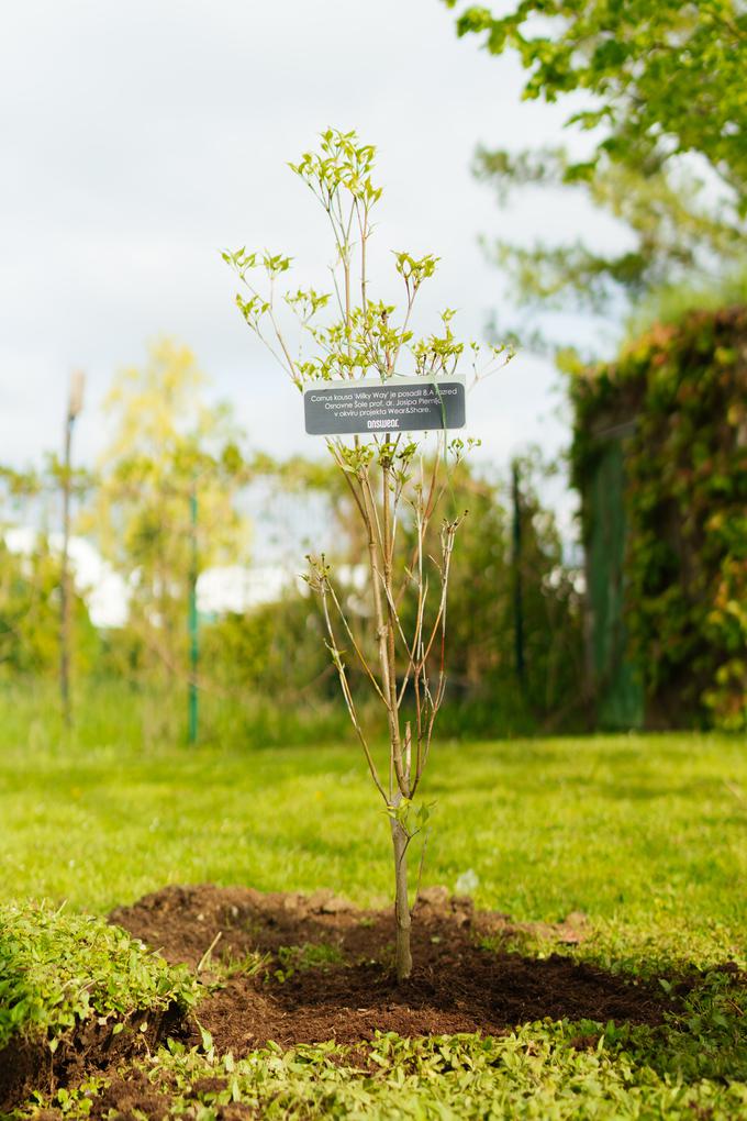 Tablica na posajeni sadiki bo blejske dijake ob vsakem obisku Arboretuma Volčji potok spomnila na njihov trajnostni dosežek.  | Foto: Answear