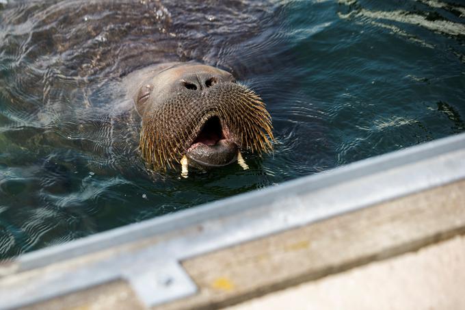 600-kilogramska Freya, ki so jo v fjordu prvič opazili sredi julija, je ime dobila po nordijski boginji lepote in ljubezni.  | Foto: Reuters