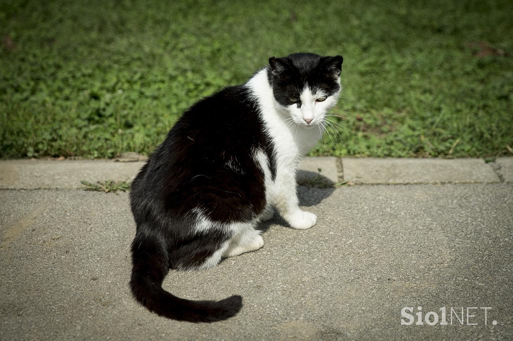 Ekološka kmetija Burgar Darko