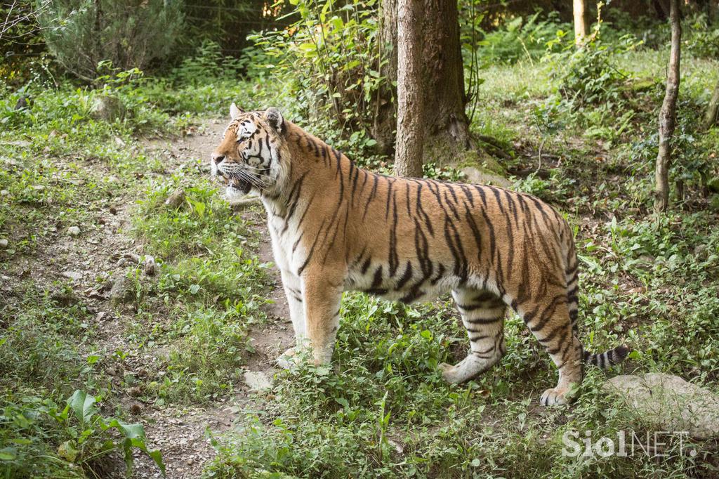 Sibirski tiger