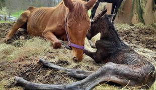 Zaokrožile pretresljive fotografije sestradanih konj iz okolice Postojne #foto