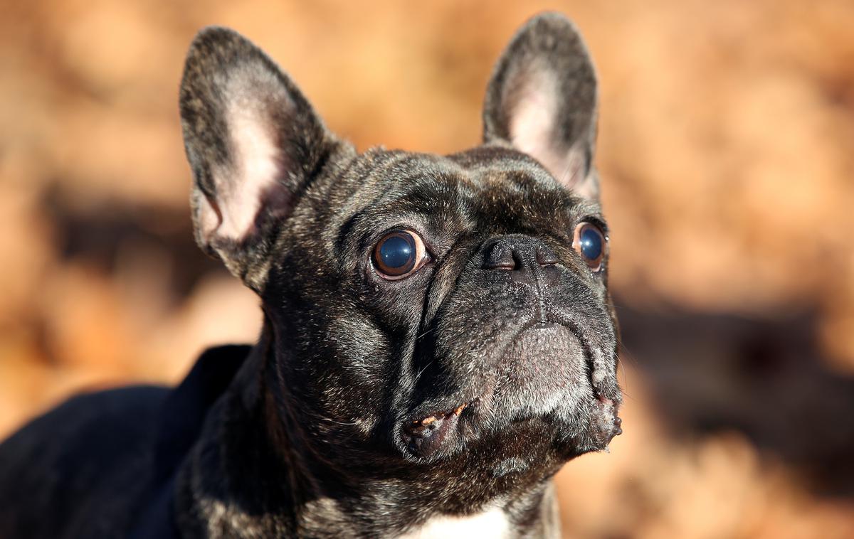 Francoski buldog | Foto Reuters