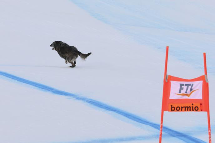 Bormio pes | Nesrečni kuža je zašel na progo superveleslaloma v Bormiu. | Foto Guliver Image