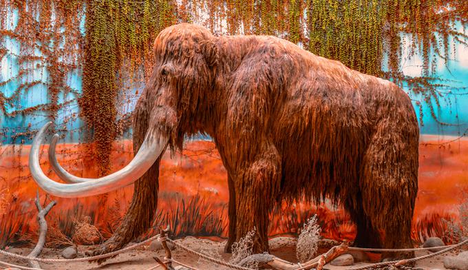 Mamut | Foto: Shutterstock