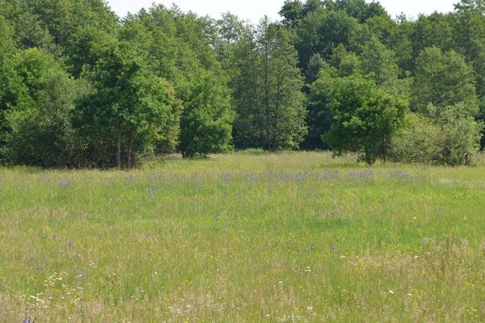 Krajinski park Goričko | V Sloveniji se zavarovana območja povezujejo v Skupnost naravnih parkov Slovenije, v kateri so tudi letos evropski dan nadgradili s tednom naravnih parkov Slovenije, ki poteka od 22. do 29. maja. V tem času so v naravnih parkih po Sloveniji številni dogodki. Na fotografiji Krajinski park Goričko. | Foto STA