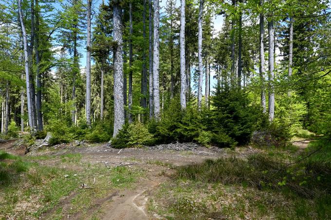 Na tem razpotju gozdnih vlak, kjer poteka sečnja, krenemo desno. | Foto: Matej Podgoršek