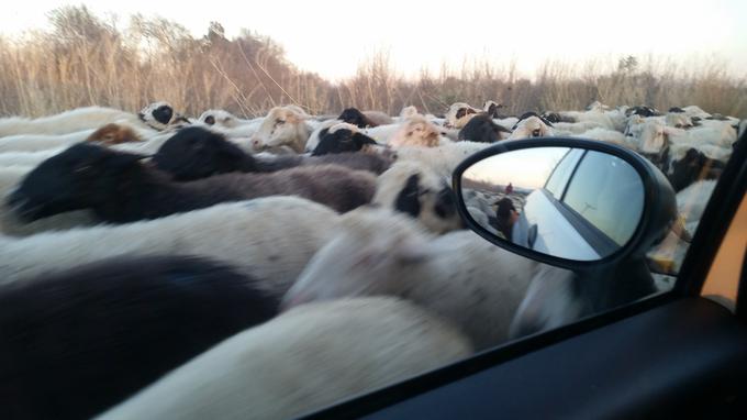 Turčija včasih tudi preseneti. | Foto: Osebni arhiv