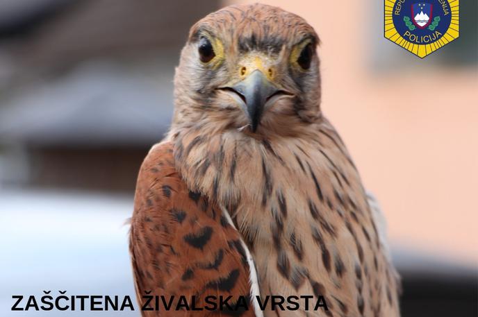 Postovka | Foto policija