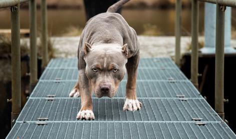 Pitbul med spanjem ubil dojenčico