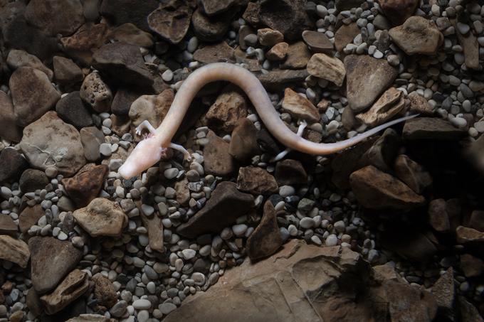 človeška ribica | Foto: Postojnska jama