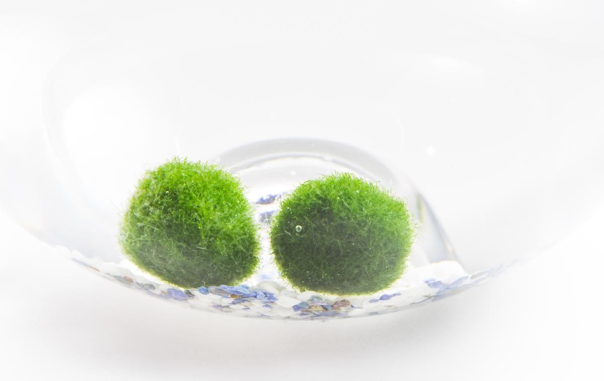 marimo | Foto Thinkstock