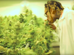 marihuana Wiz Khalifa