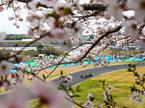 Suzuka Max Verstappen Red Bull