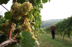 Tragična zgodba iz Madžarske: Hrvatica novorojenčka pustila v vinogradu in zbežala