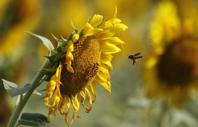 Cvetni prah | Foto: Reuters