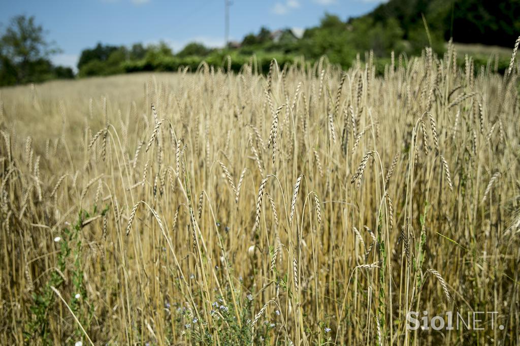 Turistična ekološka kmetija Čemas Vinica Zilje Bela Krajina Kolpa