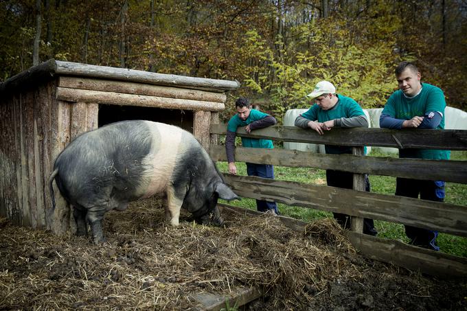 Kmetija Korenika Šalovci | Foto: Ana Kovač