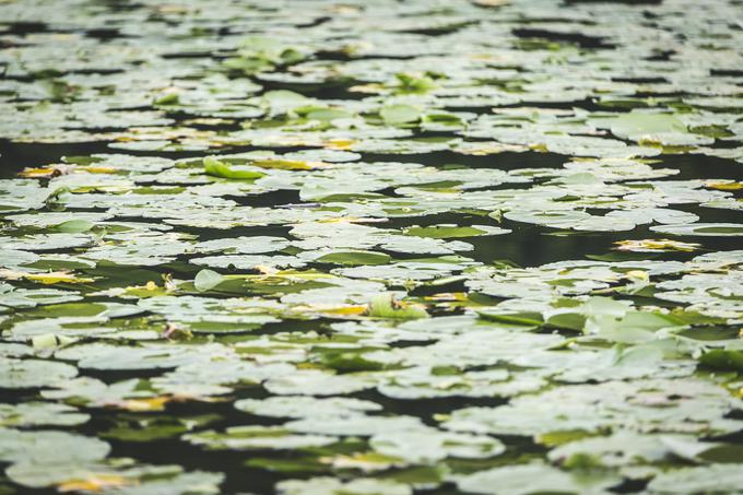 Podpeško jezero | Foto: Bojan Puhek