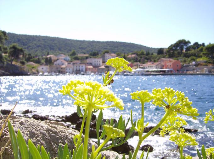 Lošinj | Foto: Pixabay