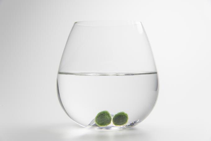 marimo | Foto: Thinkstock