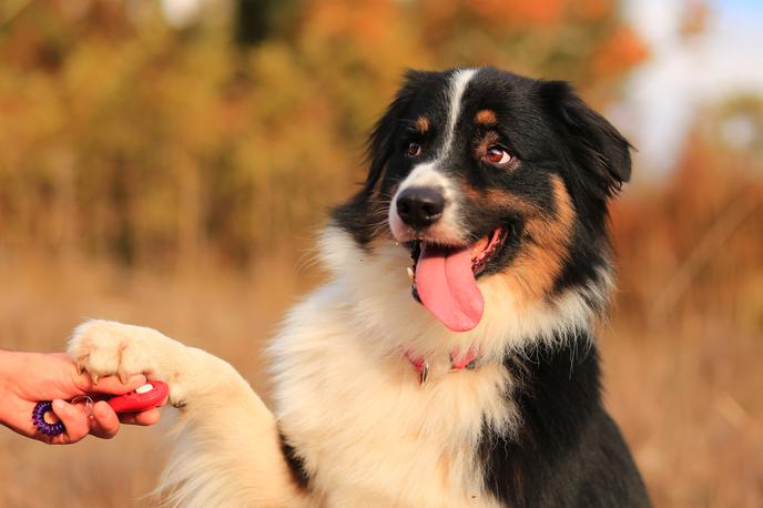 avstralski ovčar | Avstralski ovčarji so zelo inteligentni psi, ki jih je mogoče trenirati. Znani so po delovni vnemi, entuziazmu in zvestobi svojim lastnikom. | Foto Shutterstock