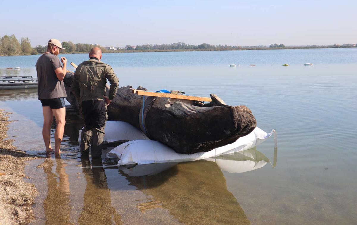 deblak, Soboško jezero | Deblak je zelo star.  | Foto STA