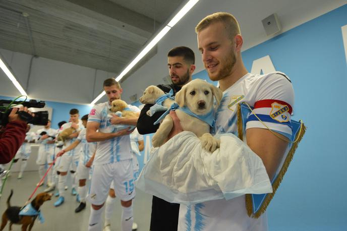 psi | Nogometaši Reke so se pridružili humanitarni pobudi Društva za zaščito živali na Reki, ki zapuščenim živali skuša najti dom.    | Foto HNK Rijeka