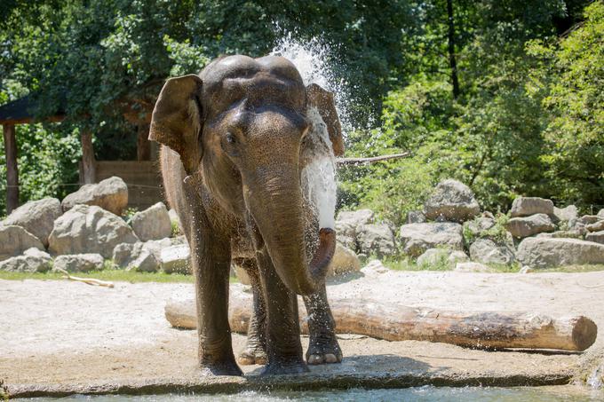 Slonica Ganga | Foto: Petra Hrovatin, ZOO Ljubljana