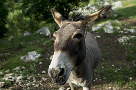 Družinska kmetija Sedmak pastirski psi tornjaki pes Pivka