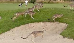 Na stotine kengurujev vdrlo na igrišče za golf: "To je stampedo" #video