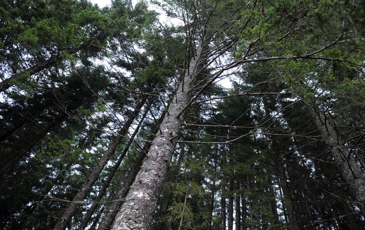 Pokljuka, gozd, smreka | Neznanec je uničil najmanj 25 smrek in povzročil ogromno gospodarsko škodo.  | Foto Matej Leskovšek