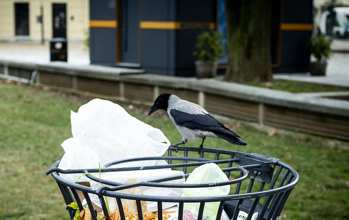 Vrana | Po lanskih napadih vran, ki so povzročile hude poškodbe ljudi, je Mestna občina Zagreb pozvala k odstranitvi vranjih gnezd.  | Foto Ana Kovač