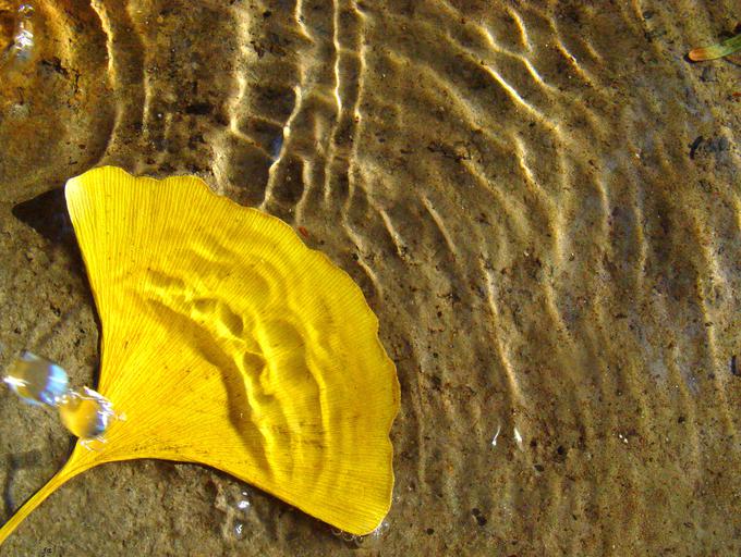 ginko gingko biloba drevo | Foto: Reuters