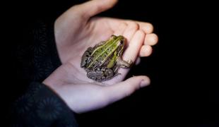 Zaradi visokih temperatur akcije pomoči dvoživkam letos prej kot običajno