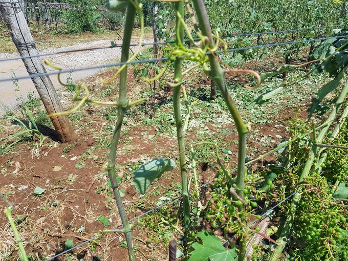 Tako je toča letos popolnoma oklestila pridelek na Krasu. | Foto: Domen Anderle