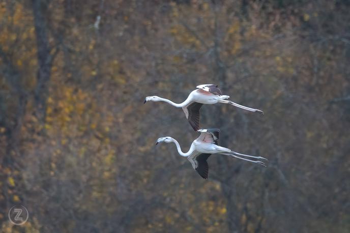 Flamingosi | Foto Notranjski park