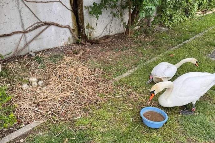 Labodka | Labodka je imela zdrobljeno nogo in zlomljen vrat.  | Foto FB/Bina Sabina