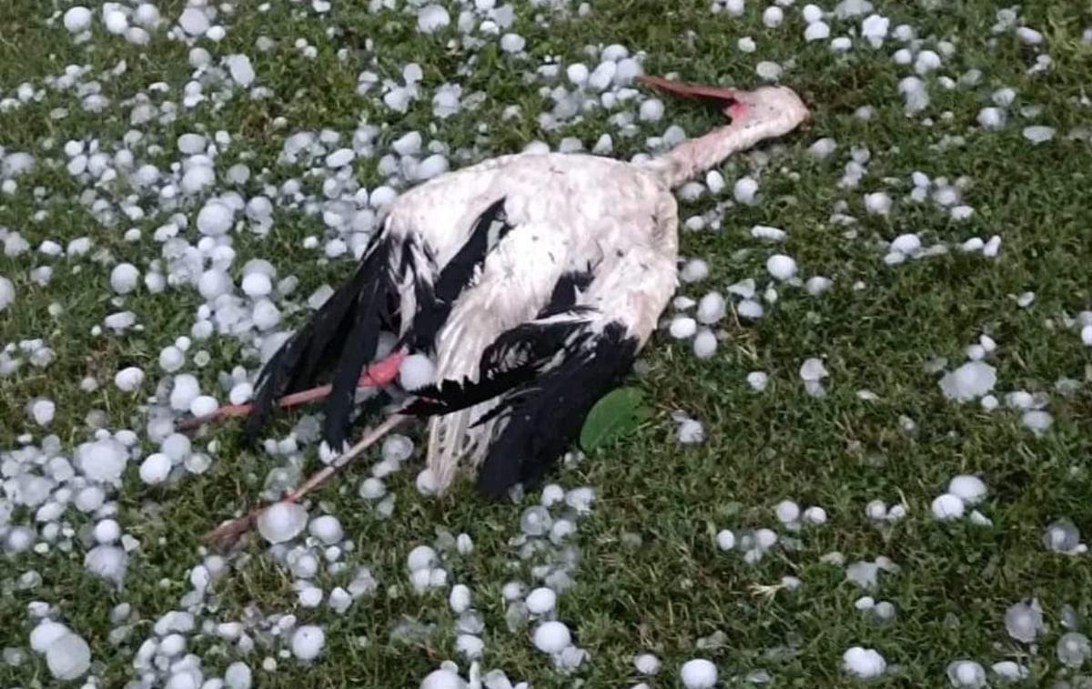 Štorklja | Štorklje so varovale gnezdo z mladiči in se niso umaknile na varno. 